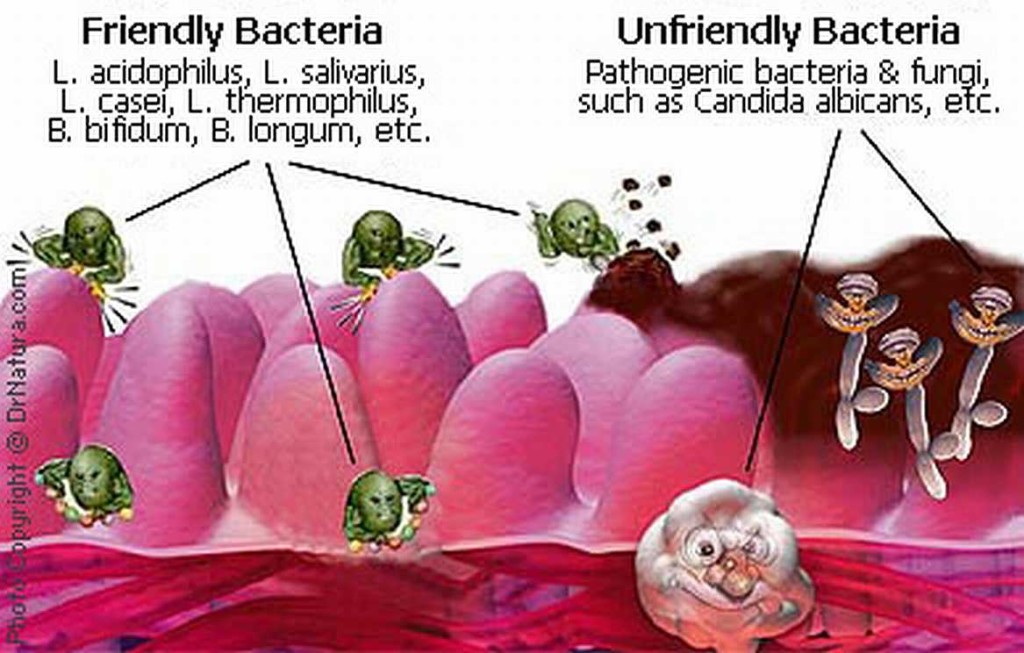 bacteria