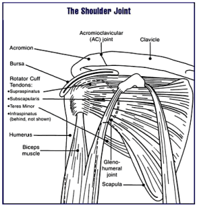 Shoulder Scapulae Diagram