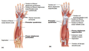 deep-anterior-muscles-of-the-forearm